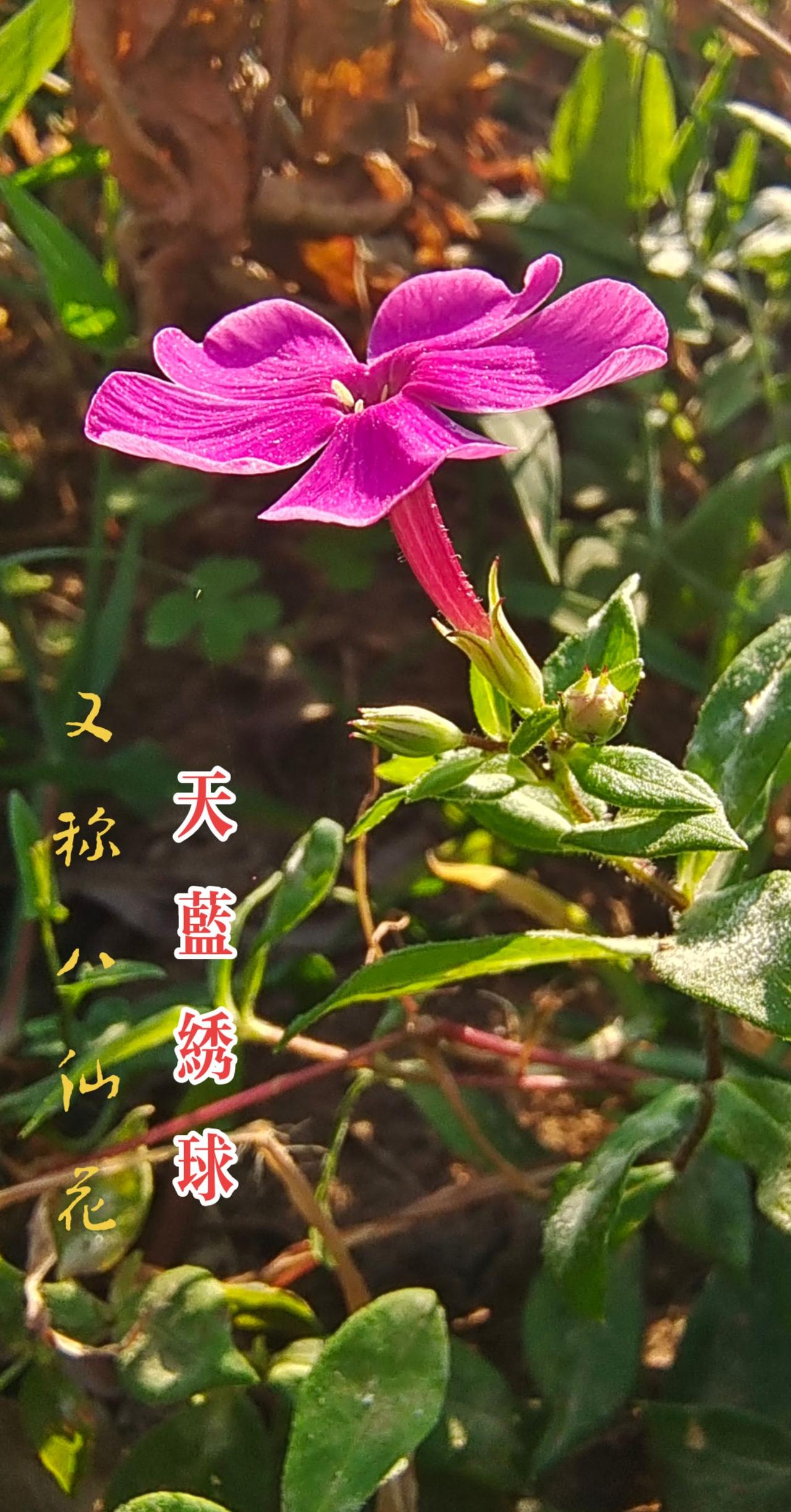 #看见音乐 #抖音带你去赏花