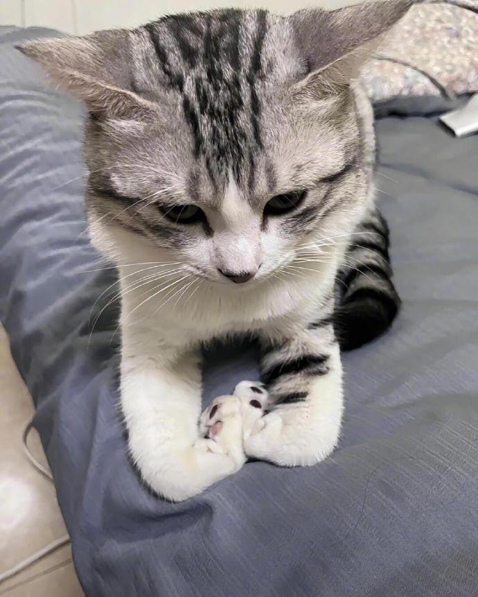 不会揣手的猫姿势千奇百怪 ​​​