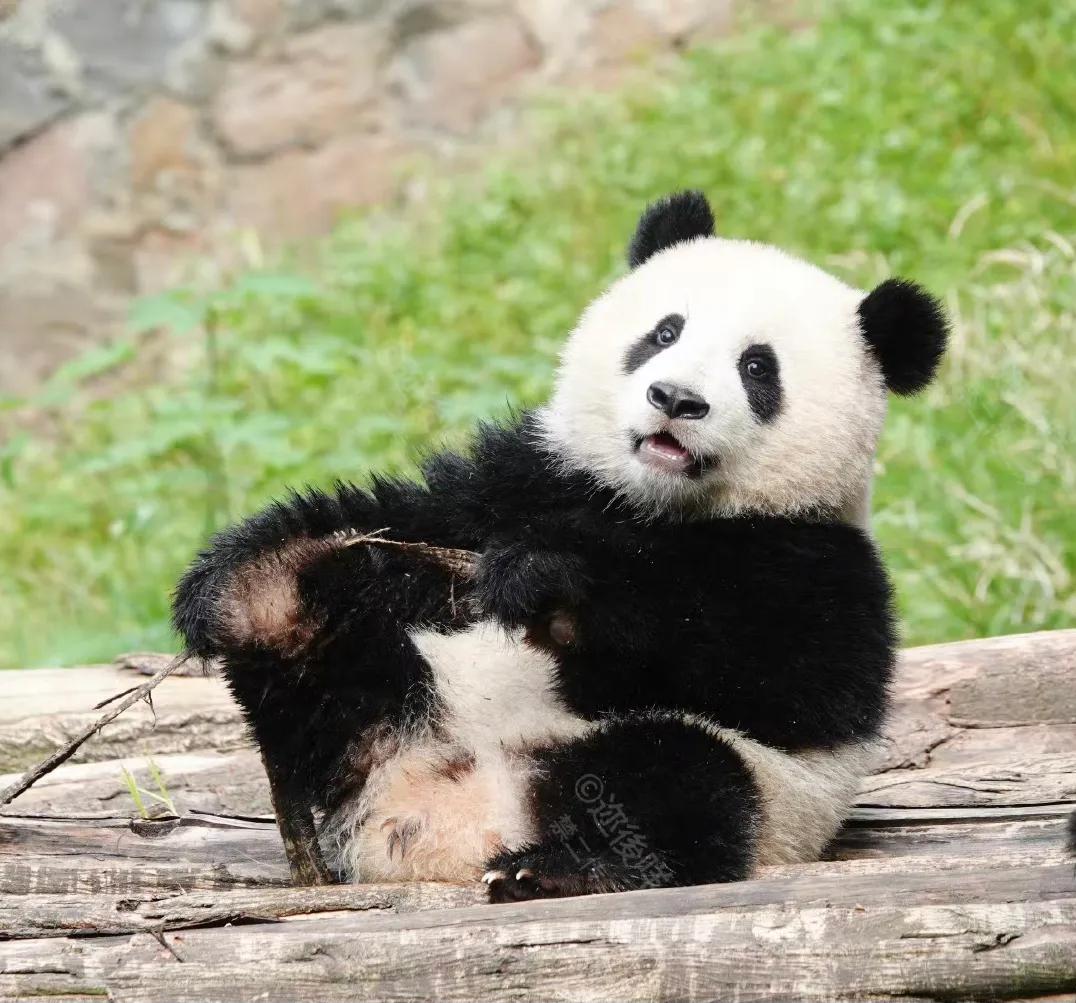 不敢想象合肥竟然没有大熊猫
环顾全国，没有大熊猫的省会真不多见
合肥市民已经很多