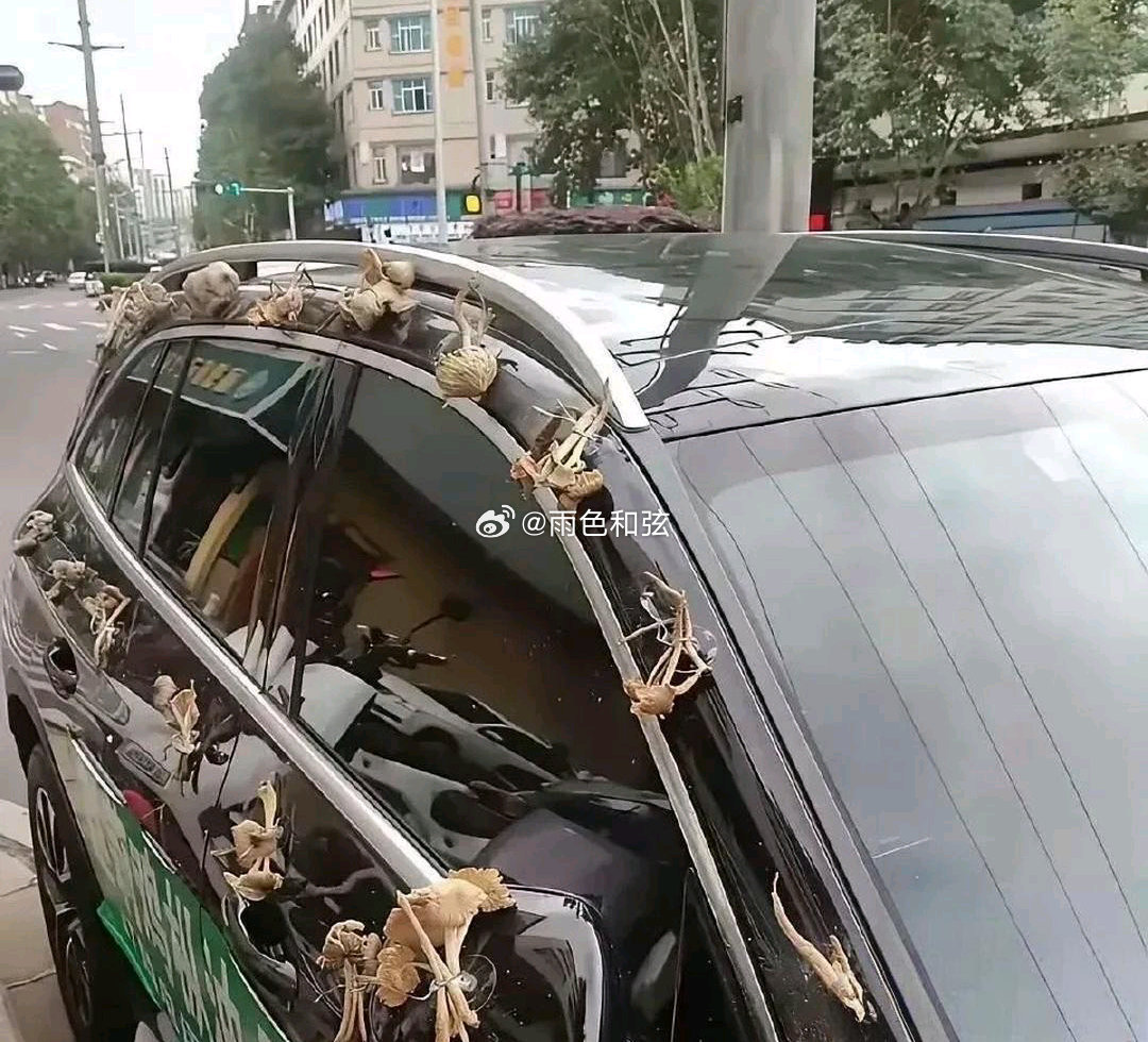 婚车上放菌类？你们能理解吗？ 