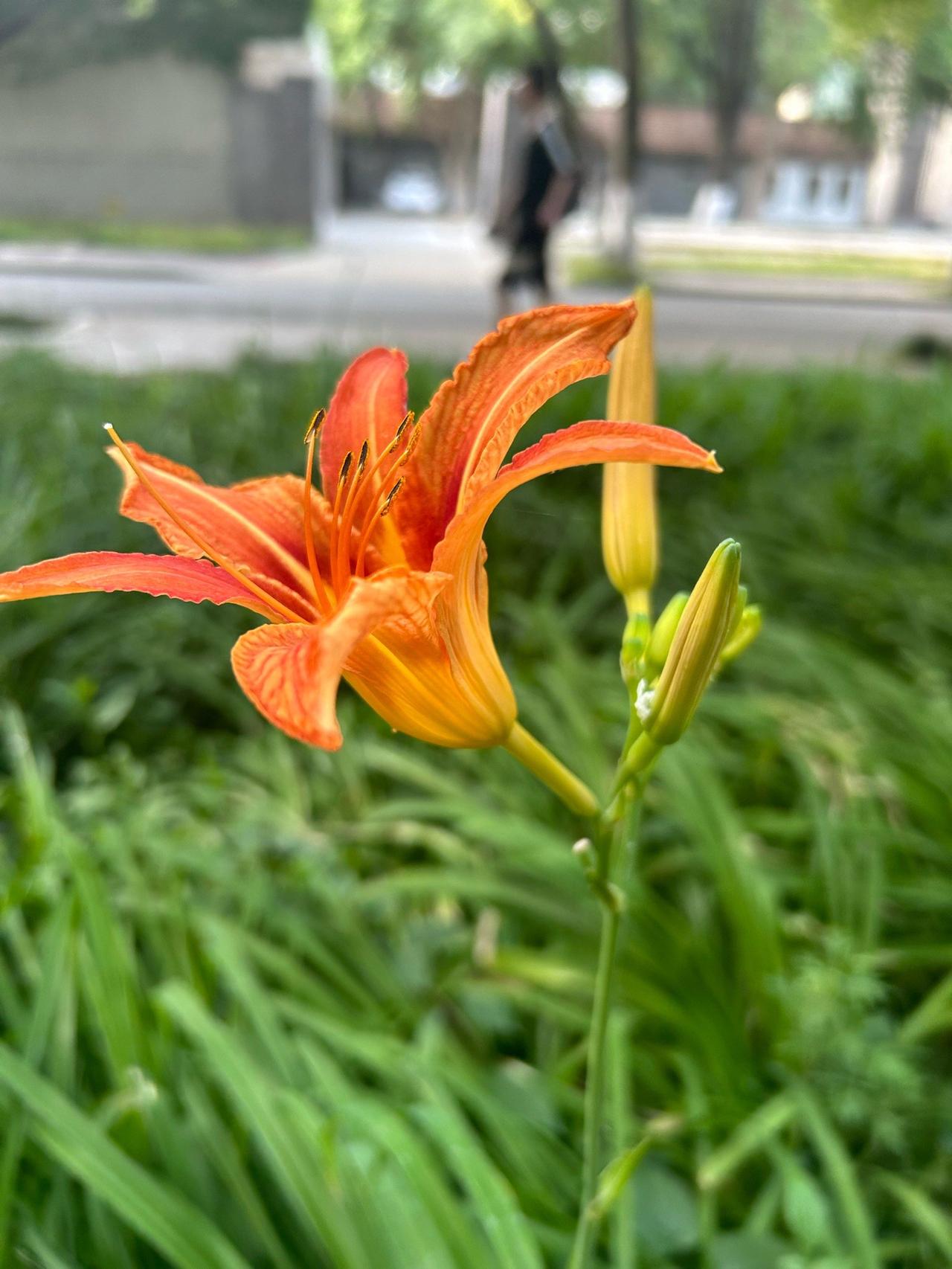 中国自己的“母亲花”，不叫“黄花菜”“金针菜”，只叫萱草！

今天是西方的“母亲