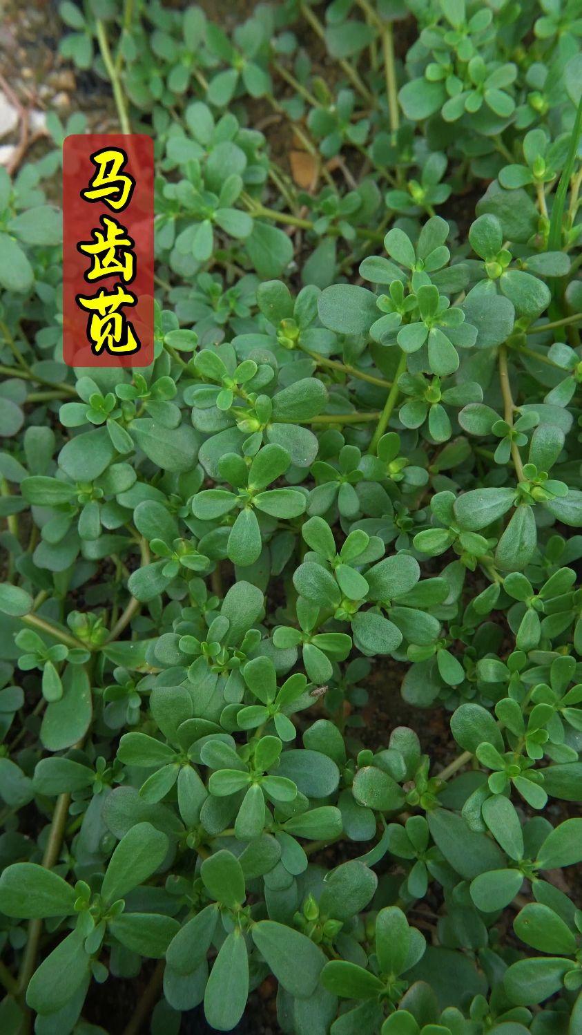 苦苣刺如针，马齿叶亦繁
——野菜好吃不过马苋菜

[玫瑰][心][玫瑰]

马苋