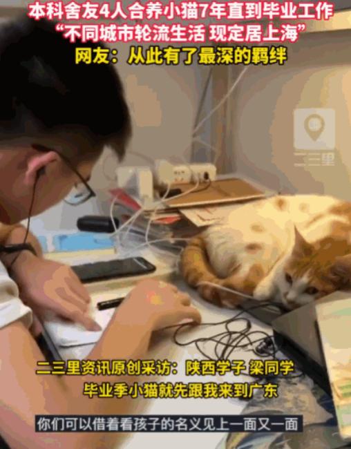 太有爱了！陕西，一男子和三位室友偶然收养了一只流浪猫。四个大男孩从此当起了“猫奴