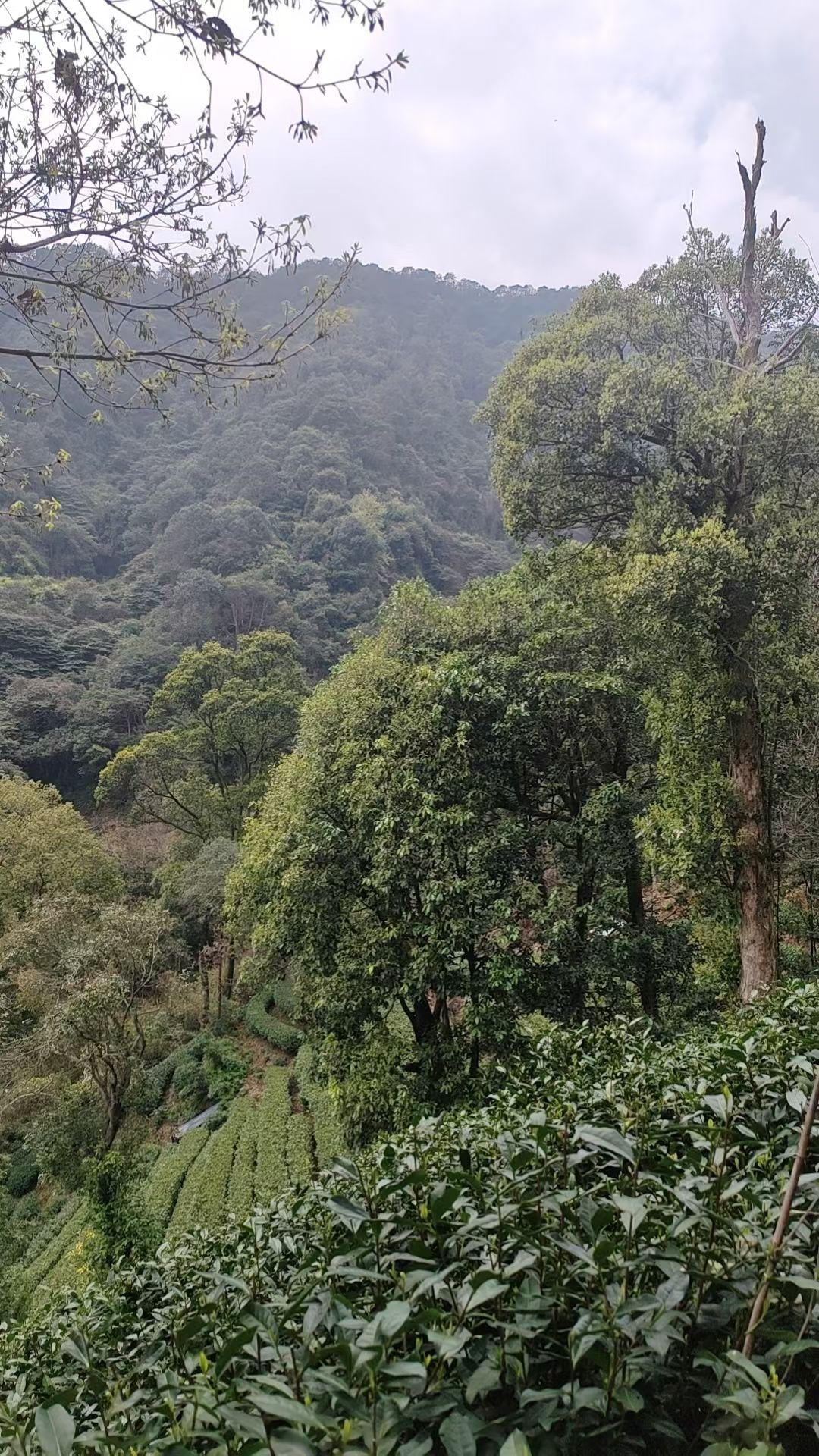 今年杭州3月份天气有点寒，使西湖龙井茶的长势变缓，俗话说明前茶贵如金，明后茶不值