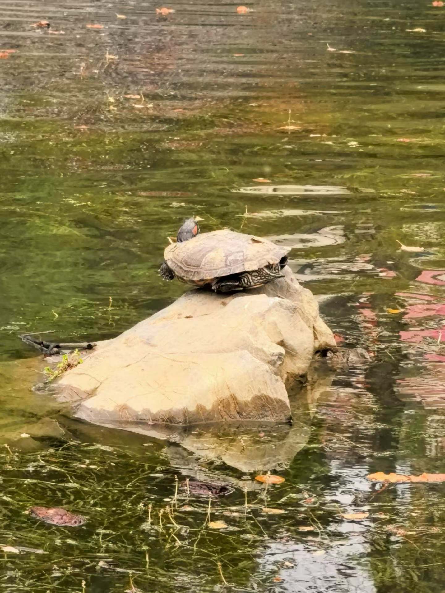 春天，热热闹闹的来了！车轮上的世界