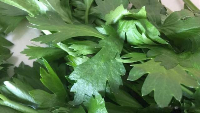 【芹菜叶“刮油”的效果不错】芹菜叶是被很多人丢掉的“垃圾”，其实芹菜叶的营养非常
