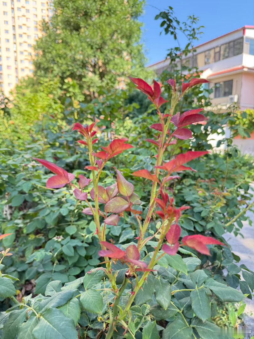 夏天的萌动 