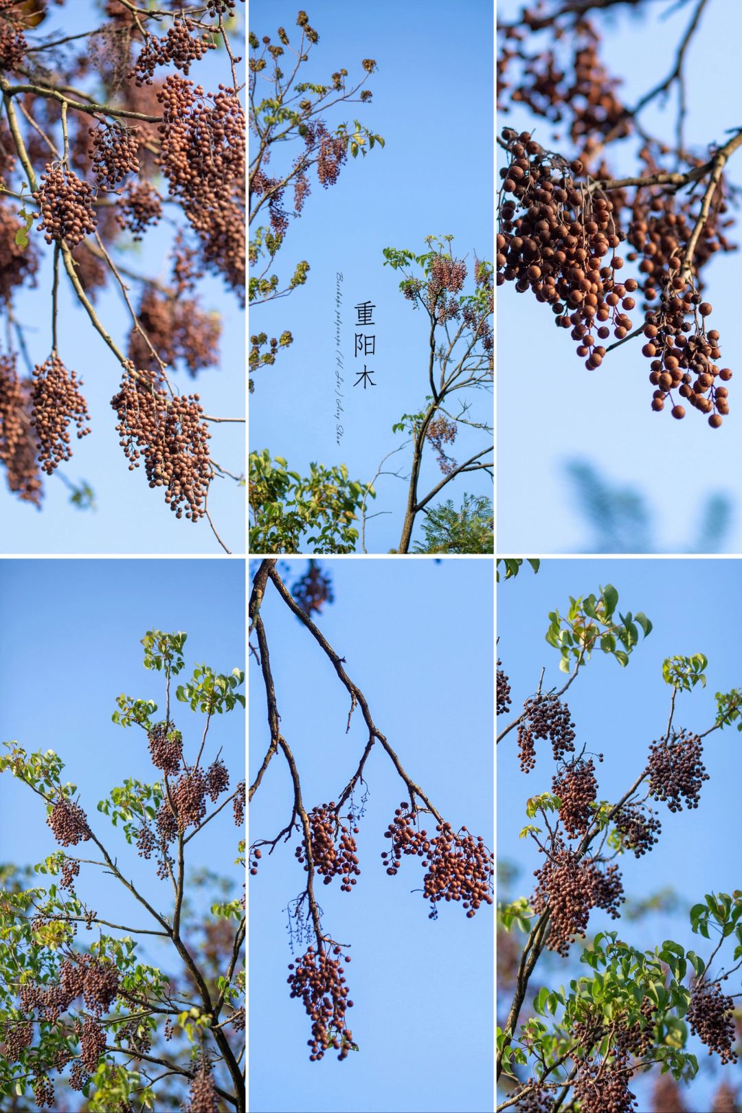 冷风中的“重阳木”果|初冬