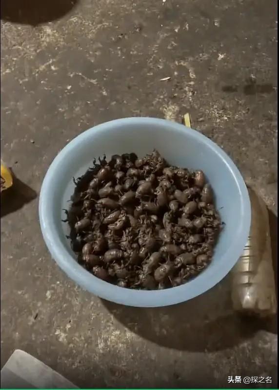 不能完全放开吃，甚至有不少人要管住嘴。

知了猴（金蝉）确实是高蛋白低脂的"野味