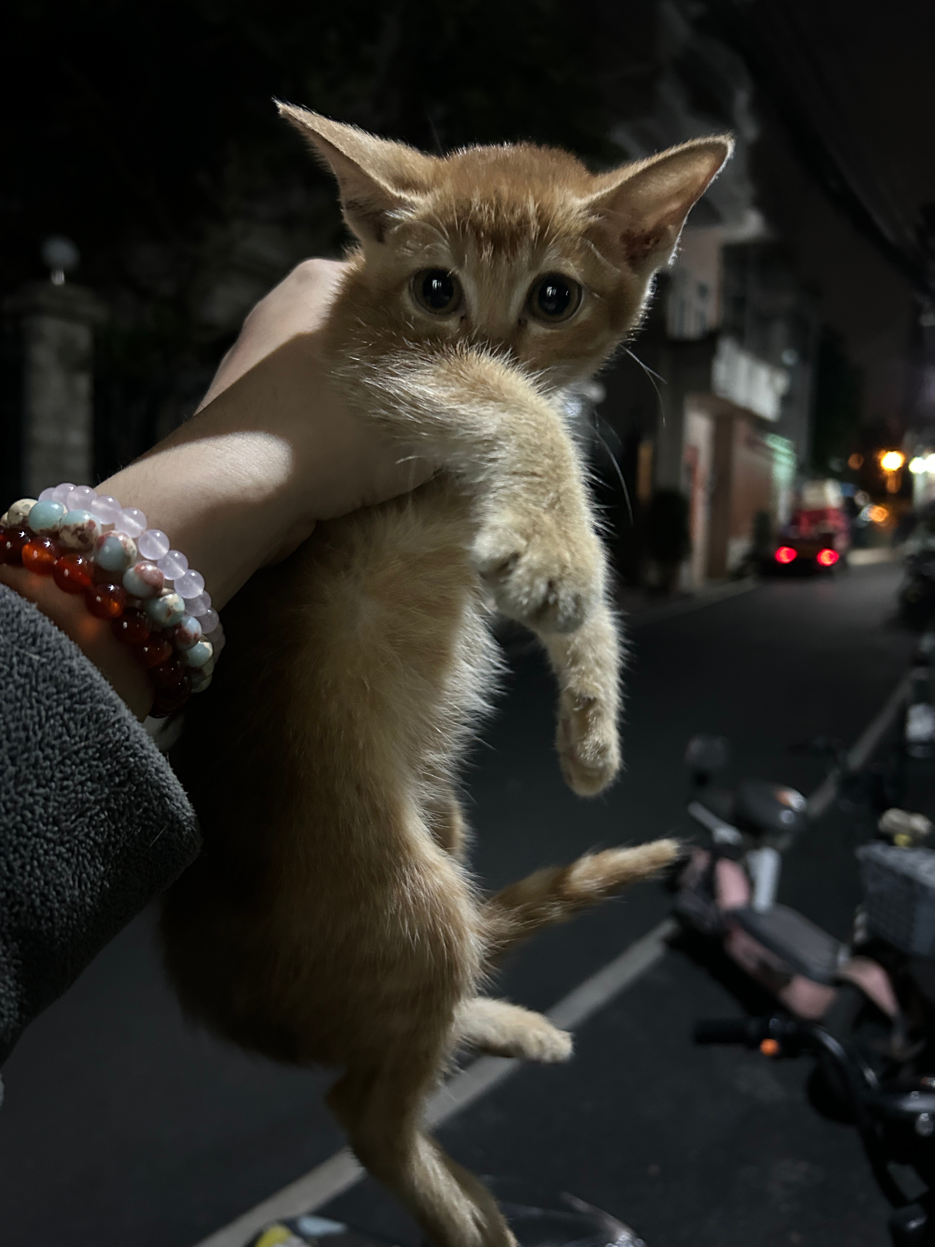 【广州两只猫咪找领养！！】帮朋友发布一条领养信息，有领养意愿请私信我或联系评论区