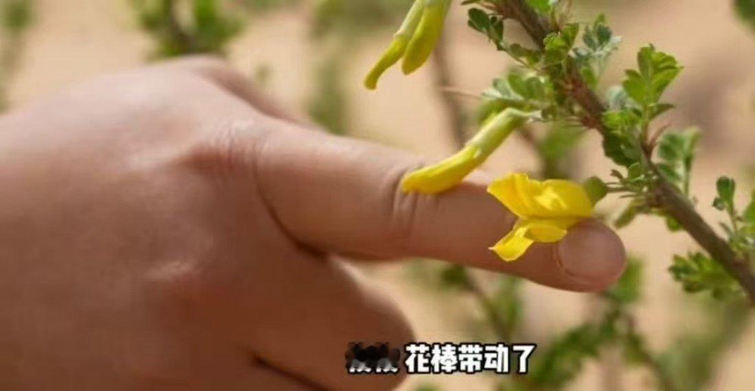 被中国人的沙漠植树奇迹震撼了 草方格锁黄沙，岁月染绿瀚海。中国人以愚公之志，让塔