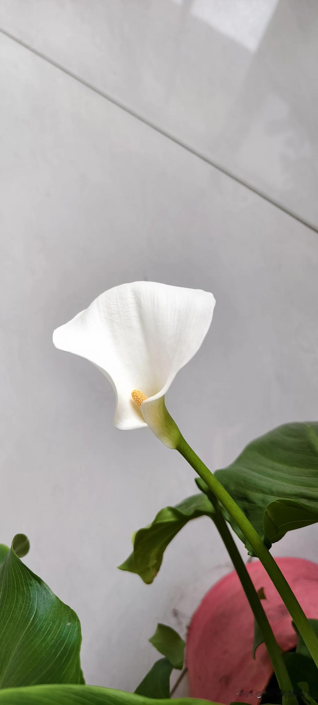 被爱情伤过就不再相信爱情了吗？曾经的我被爱情深深伤害，我不再相信爱情。十年真情的