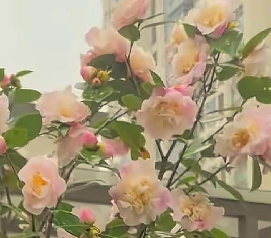 分享一张你相册的拍的花随手拍～