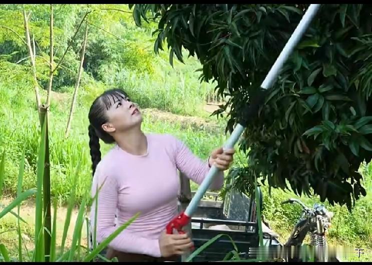 爬这么高摘荔枝，这女人厉害！