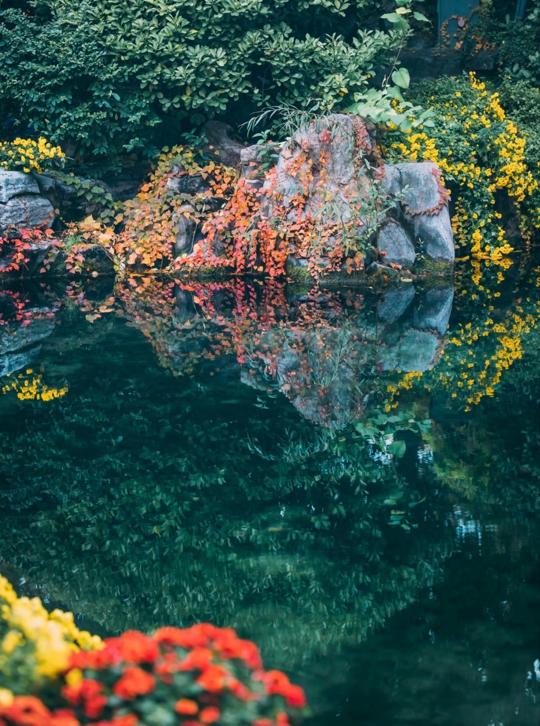 “ 秋池观鱼 …  ” 