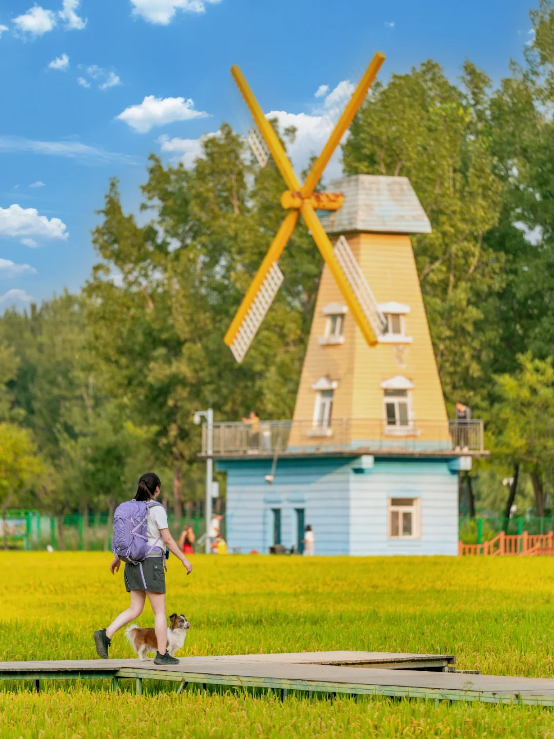 京西稻田实况 | 错过再等一年❗京西稻丰收🌾