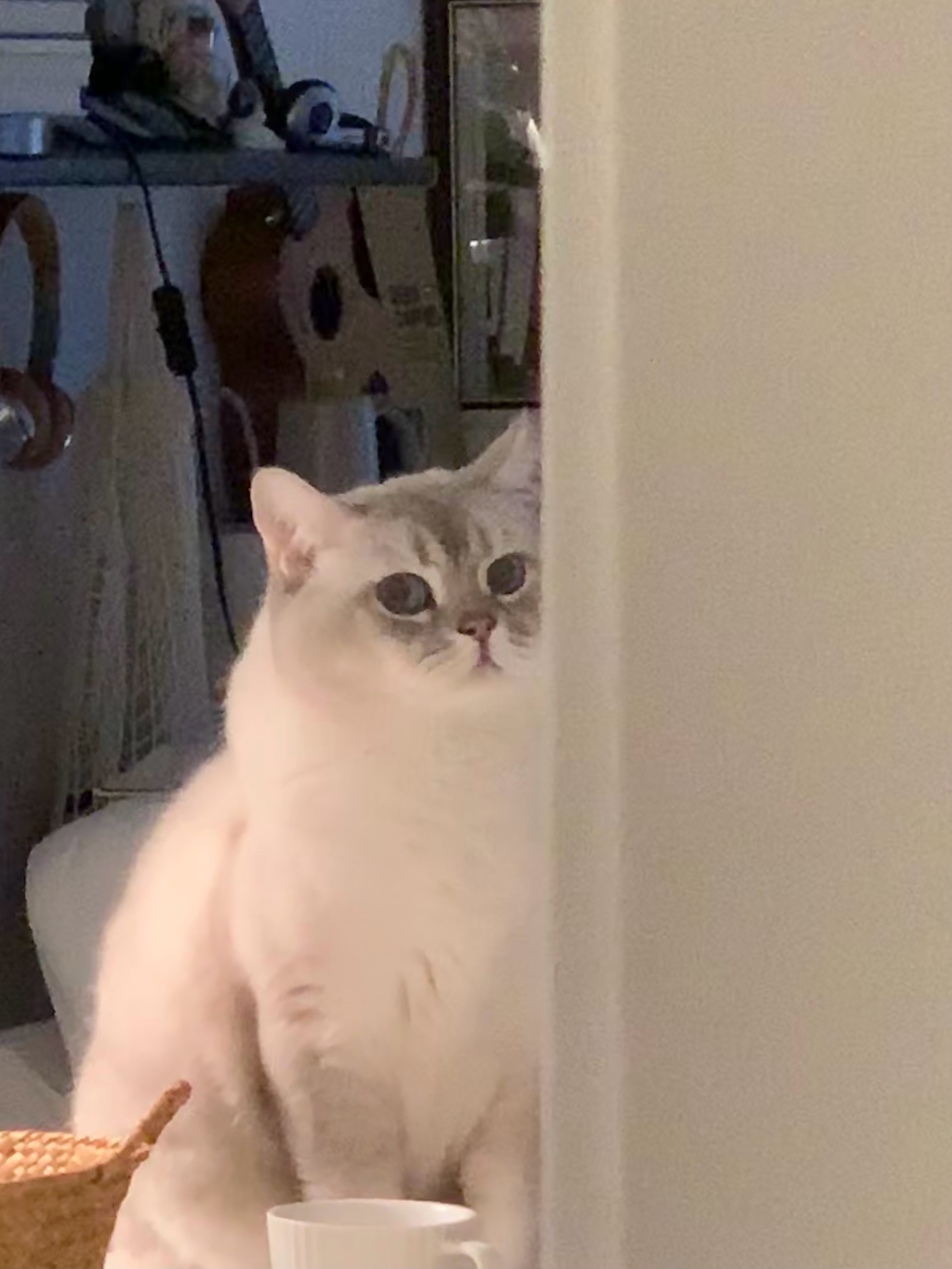 🐈 📦 ​​​