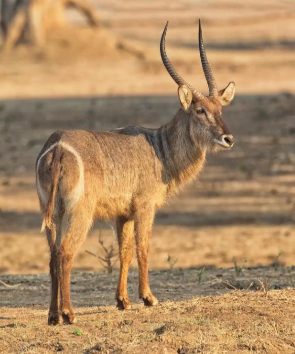 牧民开始抱怨？藏羚羊太多了，多到什么程度？青藏公路上，浩浩荡荡的羊群，能把车队堵
