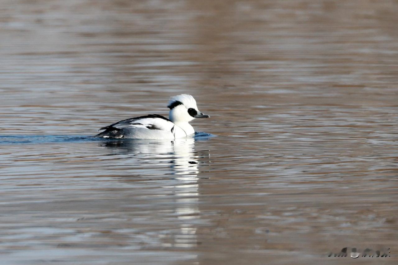 沙河水库的熊猫鸭