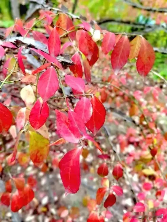 不见寒霜覆
只赏叶如花
枝头绽佳色
风摇朵朵霞
因10月去额济纳赏秋
停下了在北