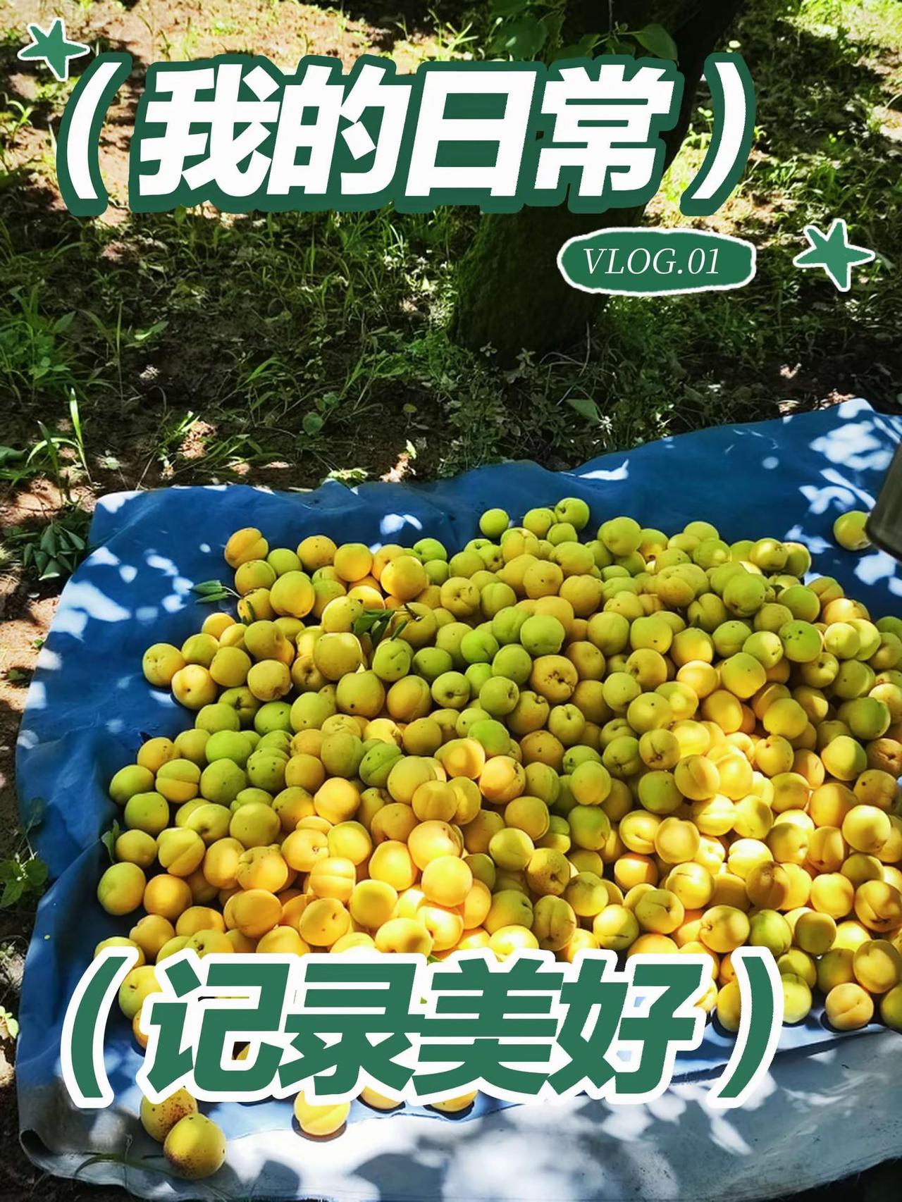 喜欢吃的就来。这几天正是杏成熟的季节大量的杏上市很多西安游客来到我镇上买杏有的人