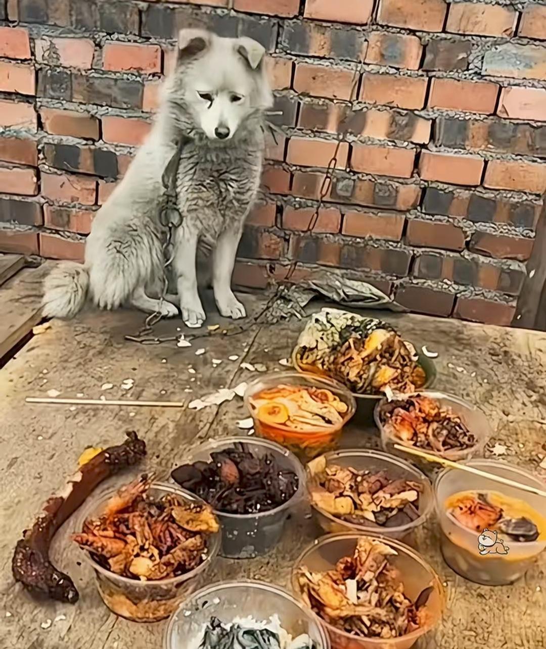 我们过完年了，狗狗们似乎刚刚开始！

不过，天天大鱼大肉，它们似乎也吃不消！
