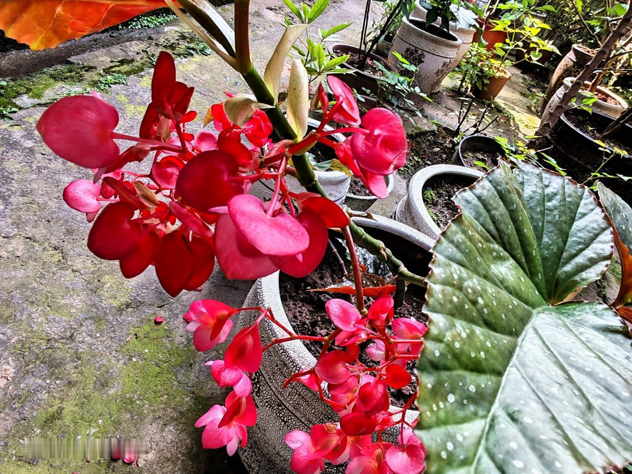 这种花儿也很坚强，还有两束很鲜艳。