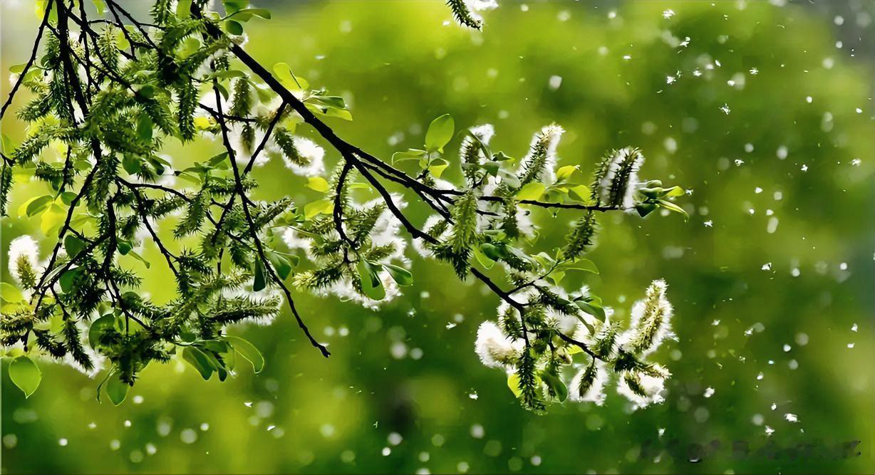 上联：小园片片杨花雪
下联：有请雅士[玫瑰][玫瑰][玫瑰]