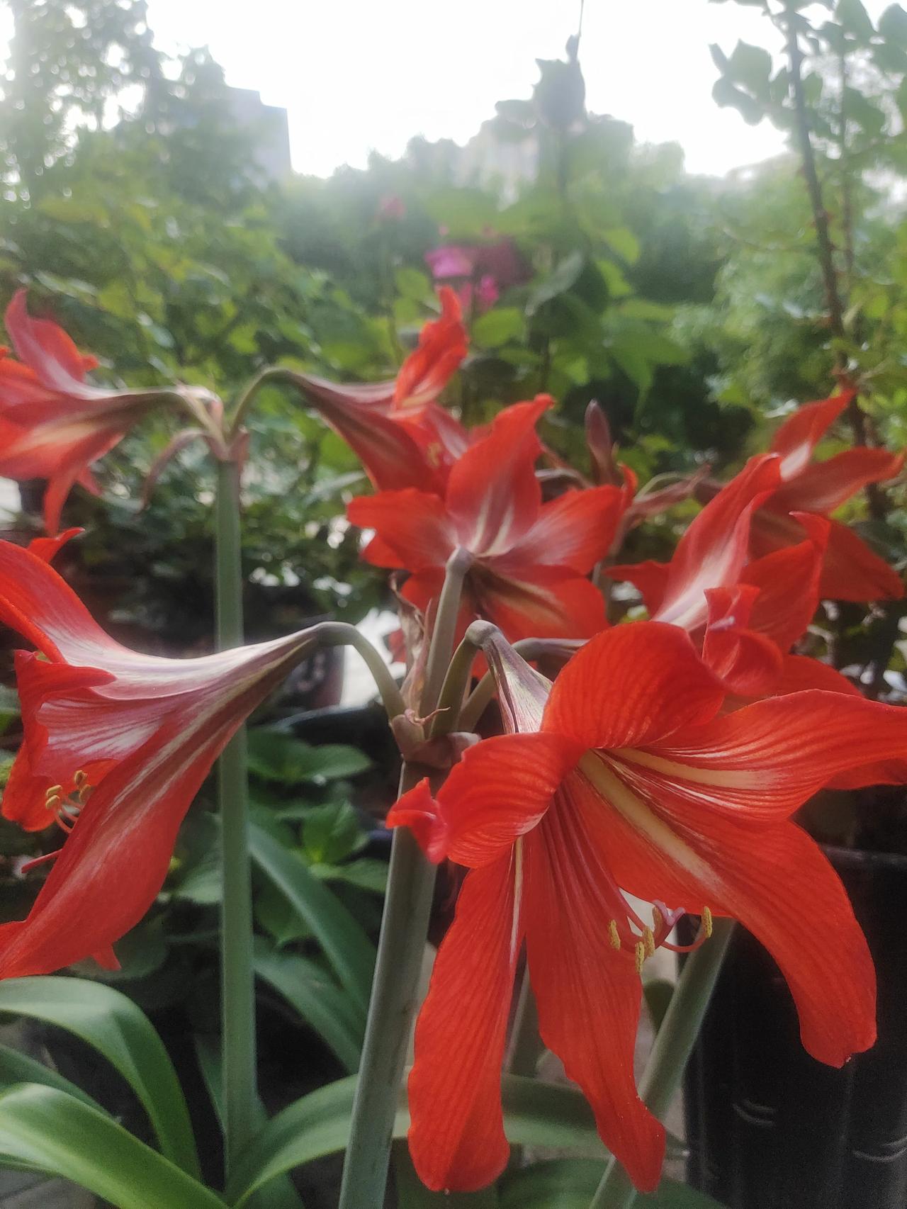 阳台上，盛开的，将开的，以及坚强活下来的。