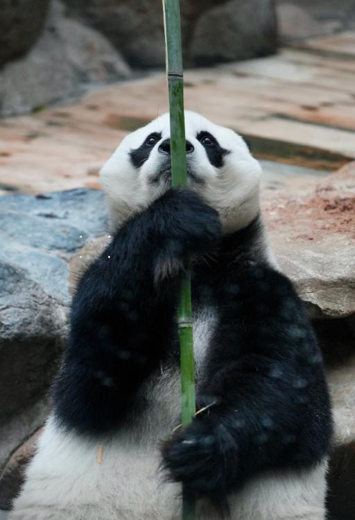 熊猫白天的操作，直接把姨姨们笑喷了！
它抱着一根竹子，先是把竹子举得笔直，像个认