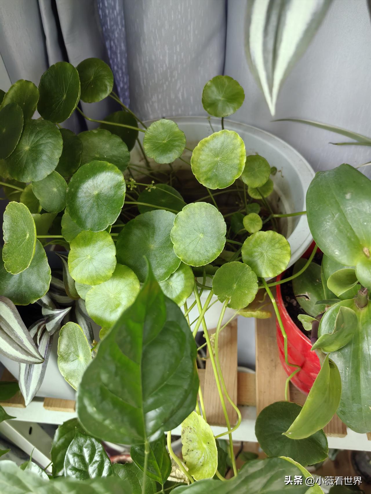 做种植牙的第四天，今天决定不去医院挂水了，只在家里吃药静养。

脸部的肿胀淤紫，