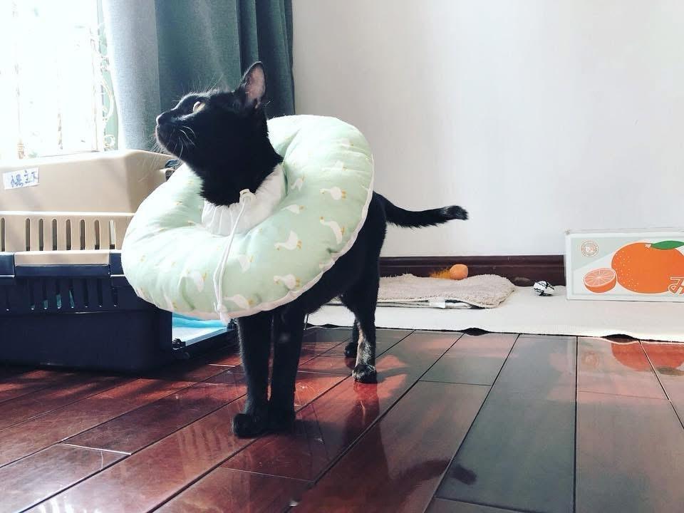 七年前和七年後的蝦蝦530生日快樂🎂祝妳健康平安許願貓咪們都能被善待🐈‍⬛w