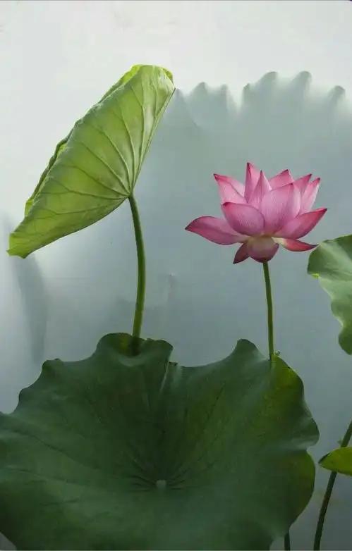 【精关阈值高，经常望门而泄？中医:补阳气，固精关！】






很多人出现了早
