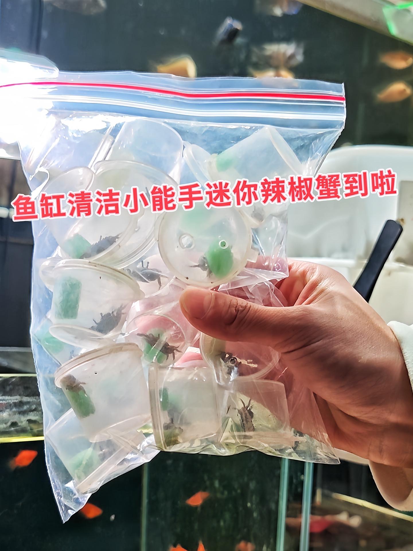 清洁维护：作为杂食性动物，迷你辣椒蟹会清理藻类、残饵及腐殖质，减轻水质...