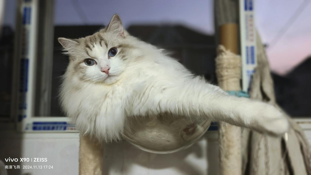 分享一张你家小猫的睡姿很上镜的可乐，一看拿手机拍它，就很配合哈！