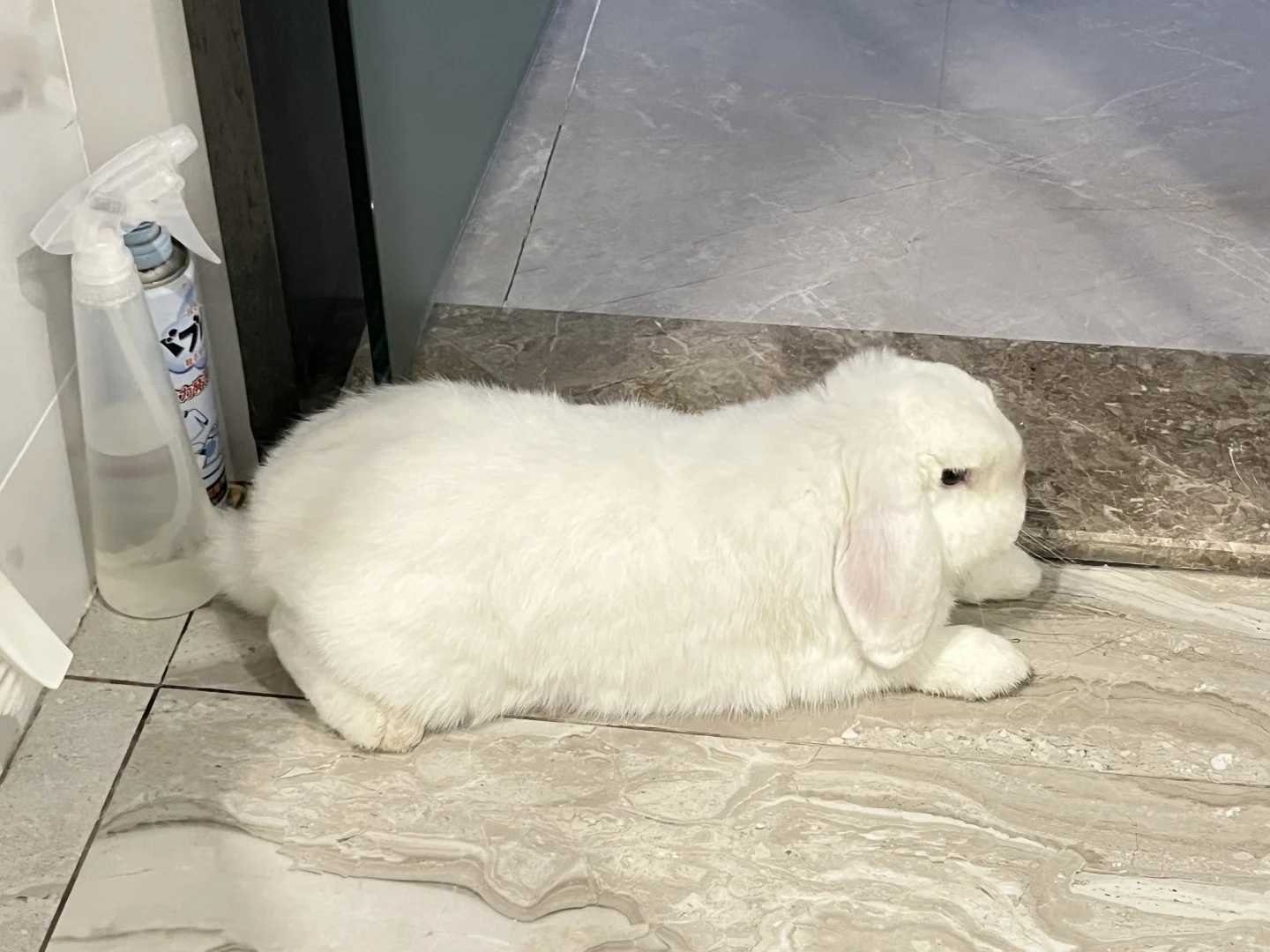 陪厕专员·🐰
