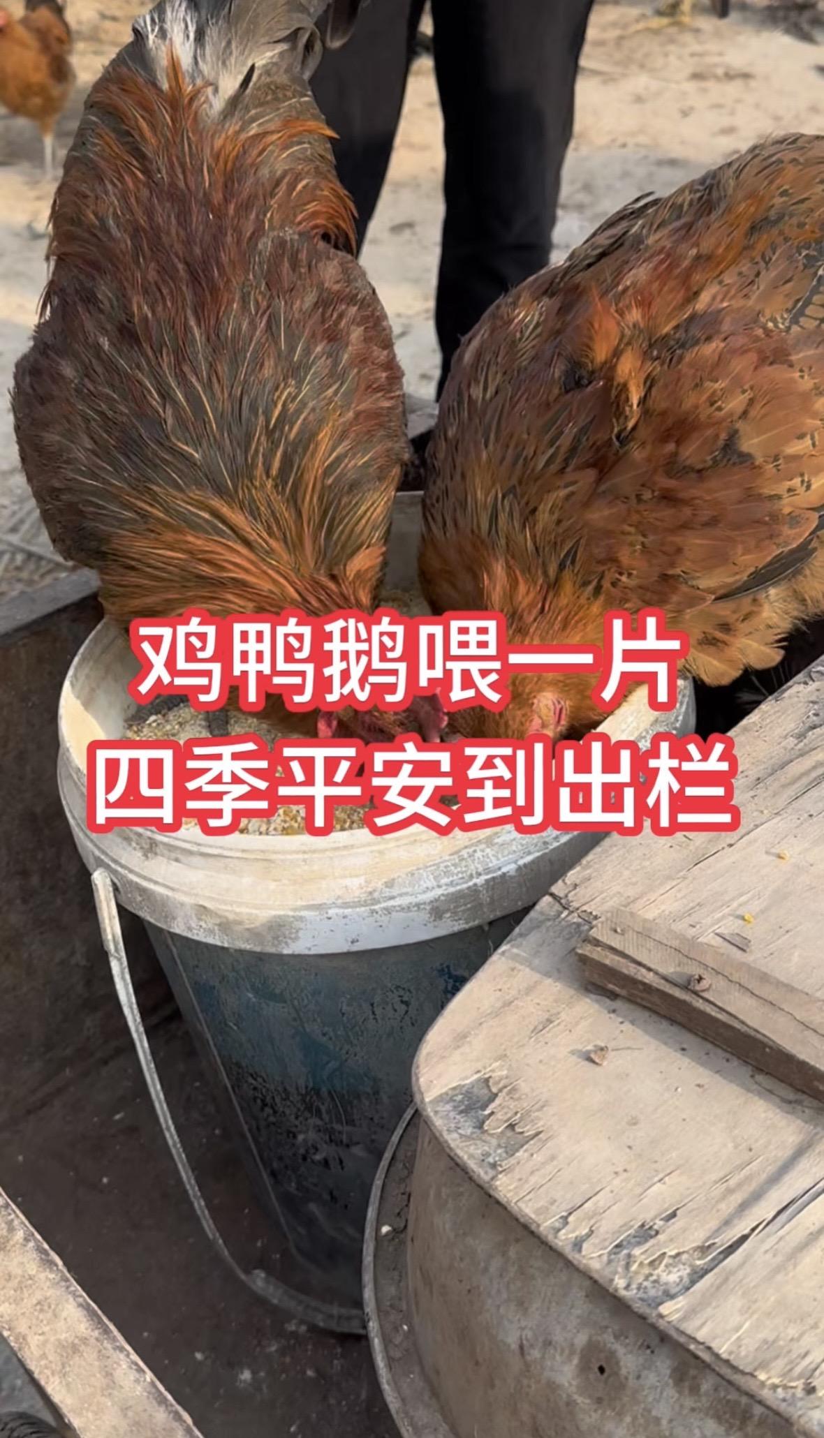 鸡鸭鹅养殖鸡鸭鹅养殖 生态养殖 新手养殖