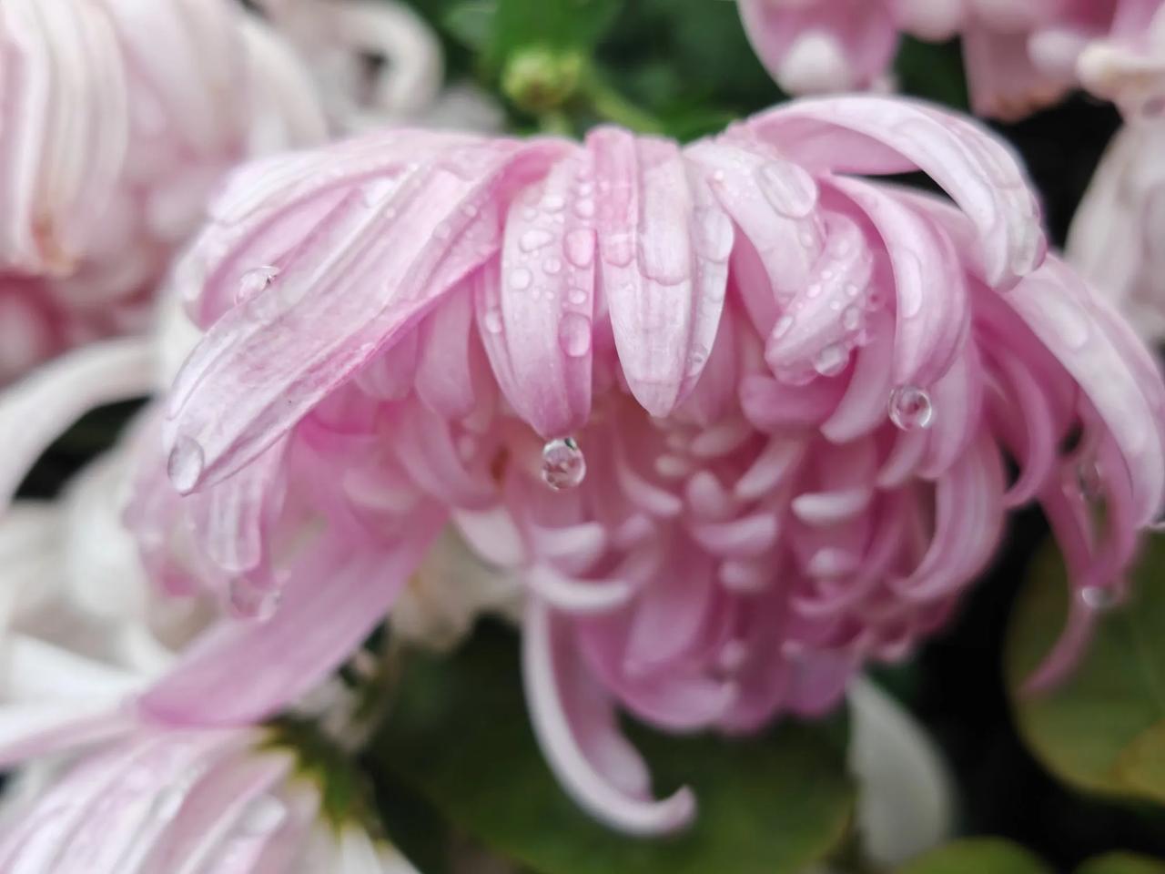 分享手机里的花花草草菊花香，菊花残，寒冬菊花泪涟涟。
