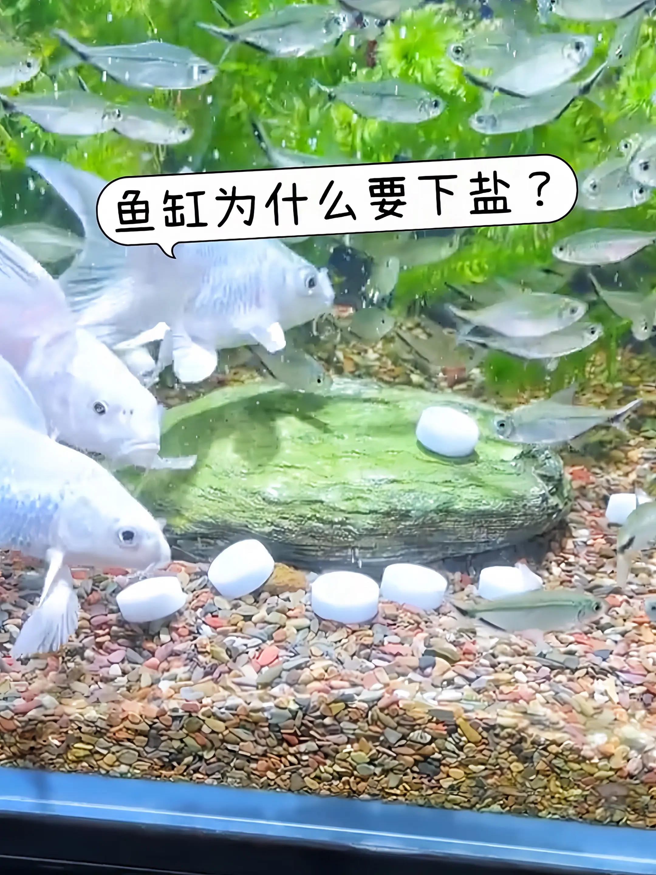 1. 全能水质护航者：观赏鱼通用盐，鱼缸里的“水质守护神”！有效调节渗...