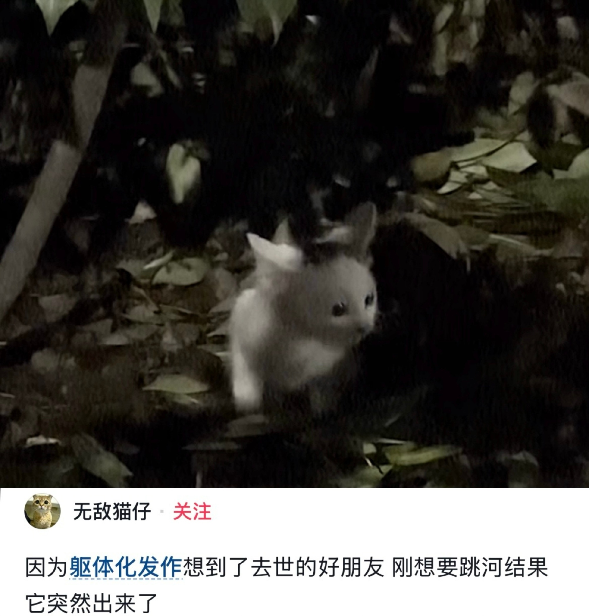 它救你一命，你也救他一命😭 