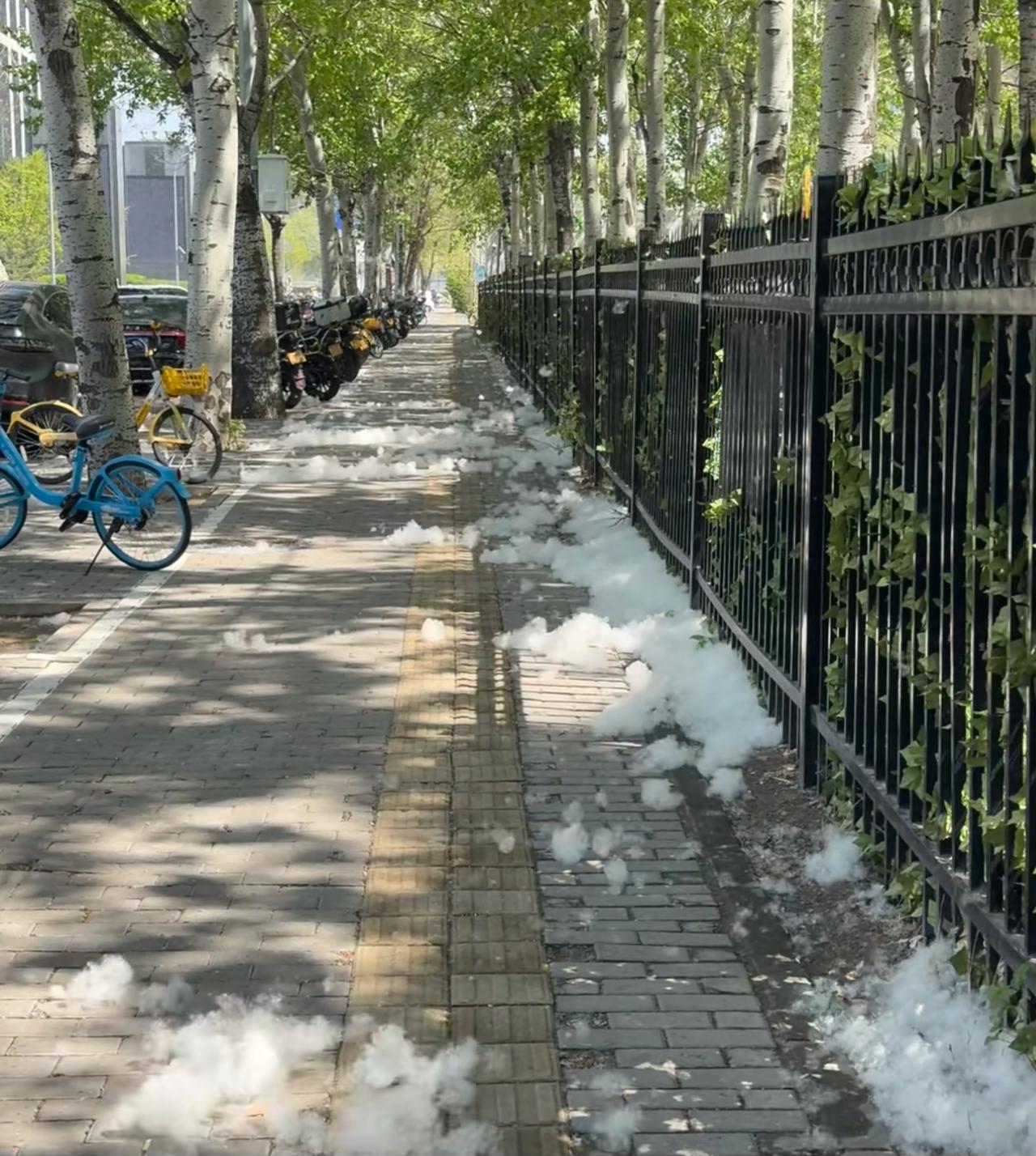 究竟谁能管管北京的杨絮啊！
四五月份正是北方柳絮猖狂的时候。
才到北京的第一天，