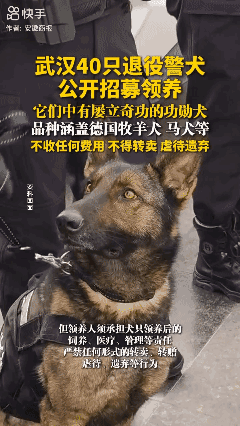 武汉40只退役警犬公开招募领养，它们中有屡立奇功的功勋犬，品种涵盖德国牧羊犬、马