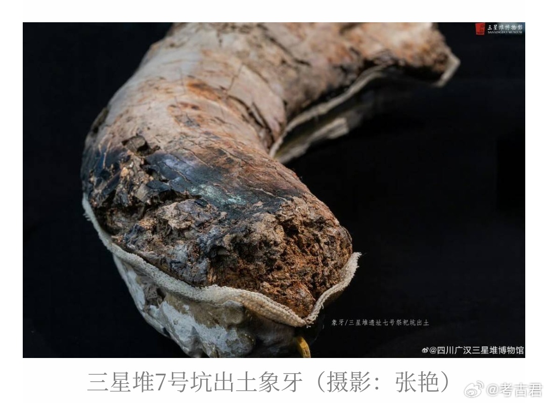 象牙保护全球难题被攻破三星堆祭祀坑最新一轮发掘结束后，各类文物不断上新，但却独独