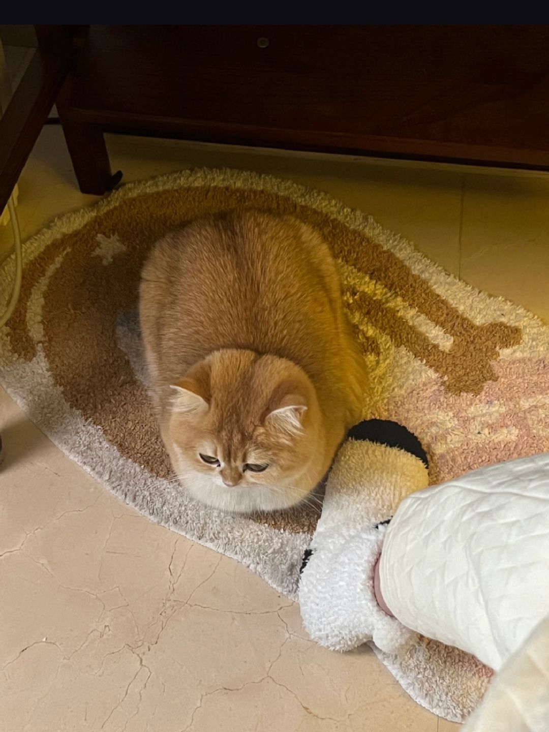 倒春寒，谁不想来一份热乎乎的猫咪吐司？