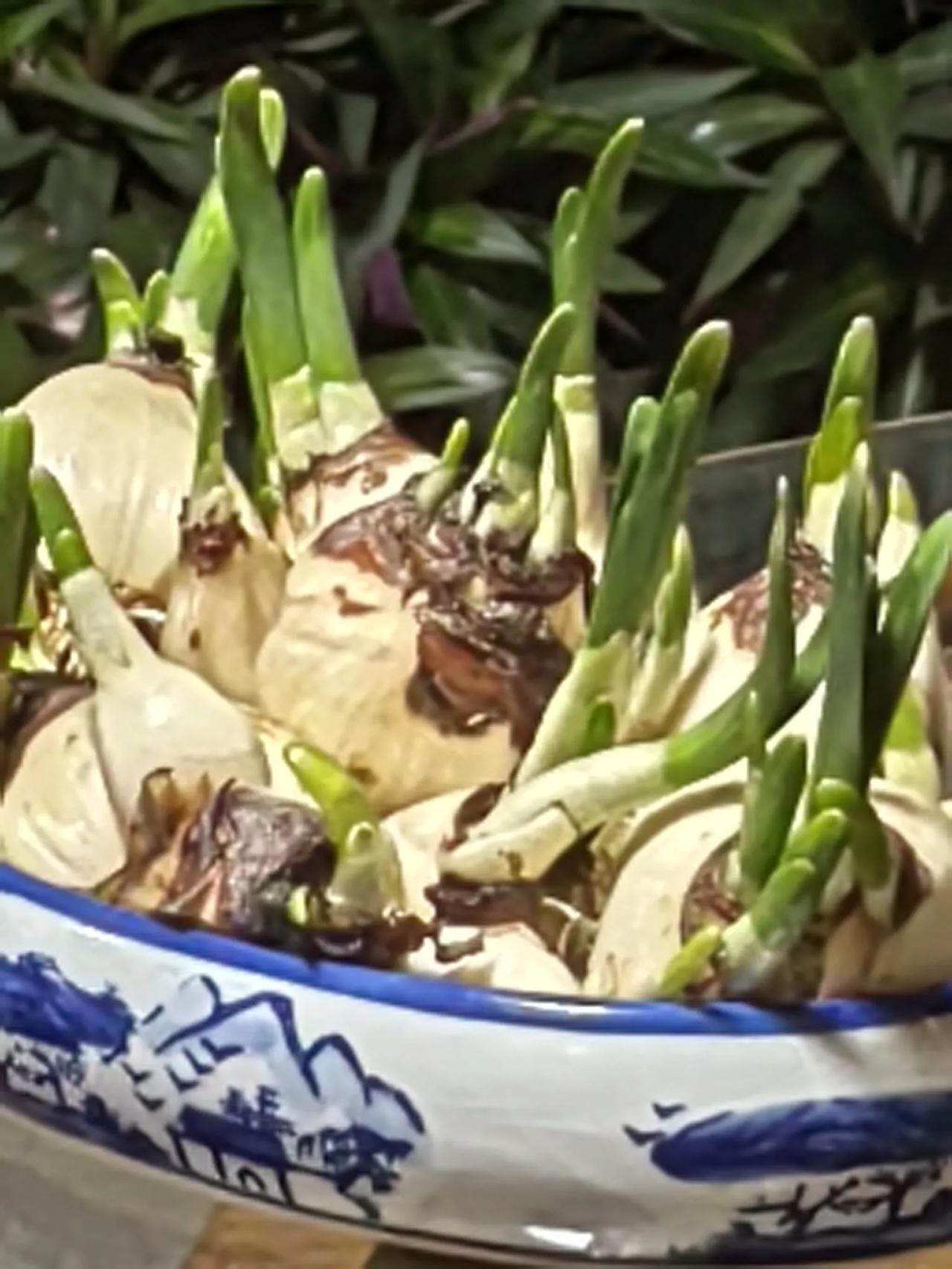 南方人叫植物！仙，如水仙，仙人球，北方人管动物叫仙！如狐仙，黄大仙。[尬笑][尬