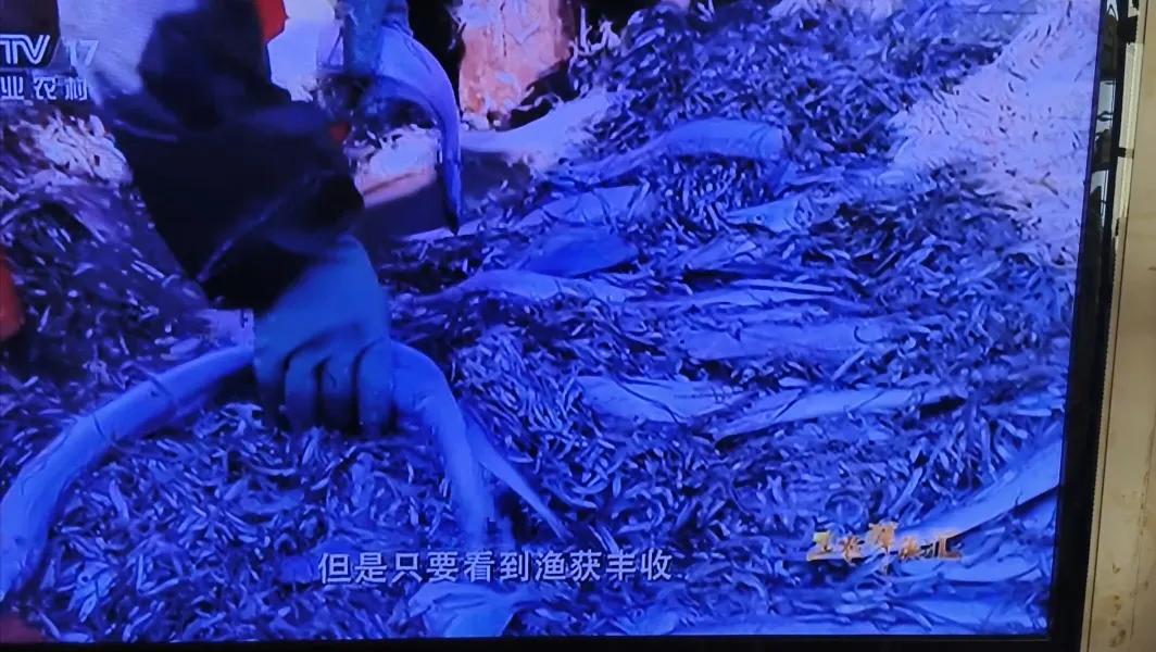 这张照片是我从电视上拍下来的。记者随渔民出海捕鱼。拉上来的一网鱼里面全是这种密密