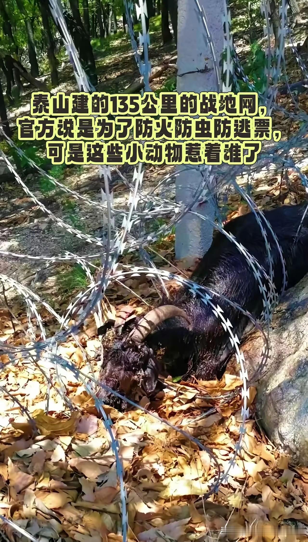 135公里刀片网困住生灵，一句道歉真的能抹平所有问题？
泰山耗资千万建起135公
