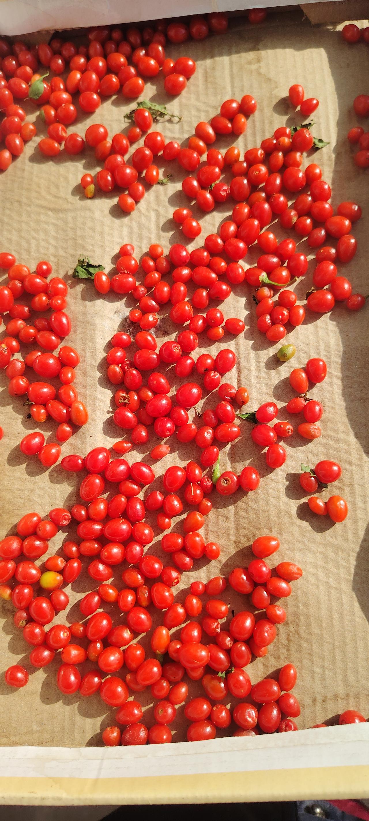 我妈前几天摘了一把鲜红的小豆豆放客厅里，我不认得是什么野果子，以为母亲只是看中它