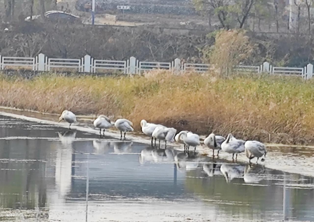 北京密云，初冬的清水河，因为白天鹅的到来，显得更加美丽，令人向往。
