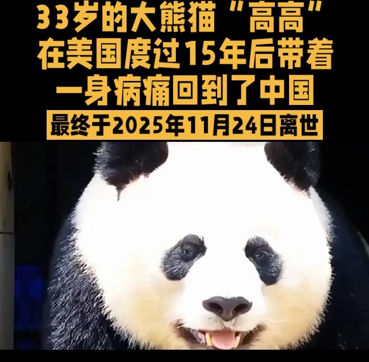 33岁的大熊猫“高高”在美国度过15年后，带着一身病痛回到了中国，最终于2025